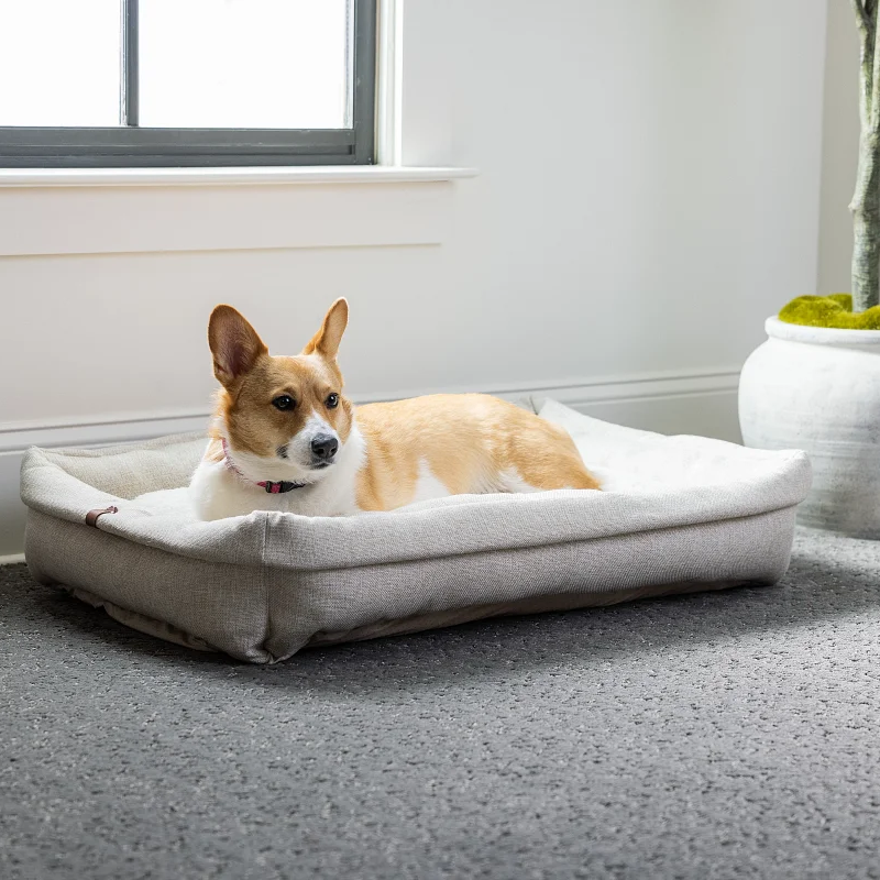 Small Corgi sitting on a dog bed | Factory Carpet Outlet, RI | Pet Friendly |